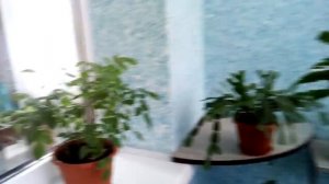 повторное цветение шлюмбергер