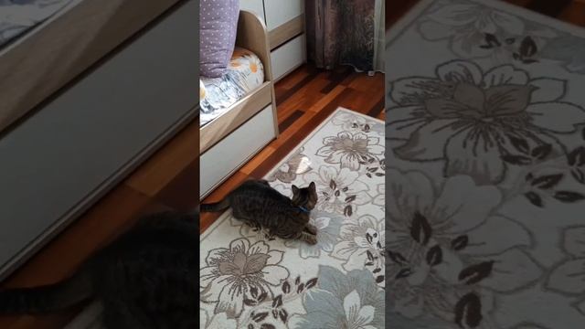 Игры нашего кота Лео) смотреть онлайн