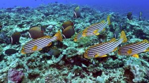 Мальдивы | подводный мир #3
