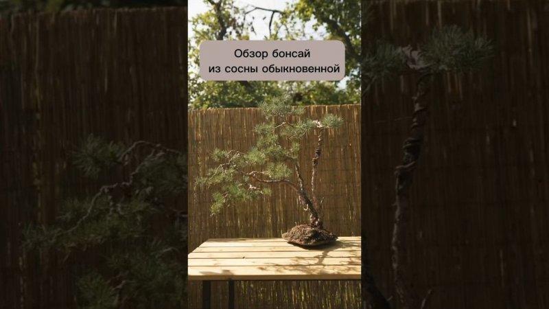 Обзор бонсай из сосны обыкновенной. #бонсай #bonsai #ниваки #сад #хвойные #сосна #андрейдарусенков