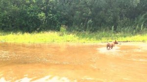 Разлив Петропавловского озера с.Свечино Хабаровский край