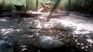 Что с утками? Расклева больше нет.вес тушки кролика в 4 месяца