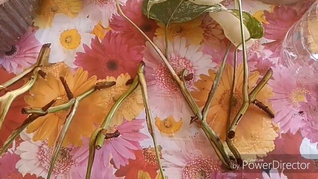 Монстера Альба. Черенки монстеры