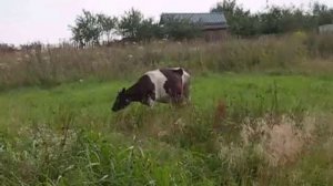 Футаж Корова Пасется на Лугу. Футаж Корова. Футажи для видеомонтажа. Корова на Пастбище. Видеофутаж