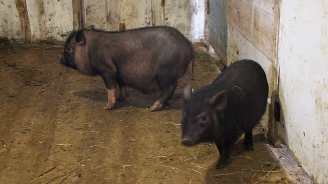 Вьетнамские и корейские поросята. Различия. / Vietnamese pig