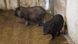 Вьетнамские и корейские поросята. Различия. / Vietnamese pig