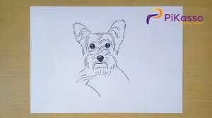 How to Draw a Yorkie step by step