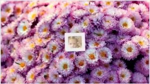 Песня 2019 Сентябринки.