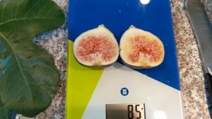 Инжир сорта Beall fig (English and Russian languages)