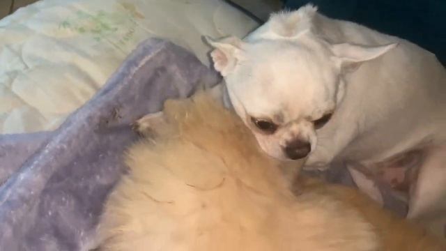 Всем спокойной ночи и самых сладких снов. смотреть онлайн