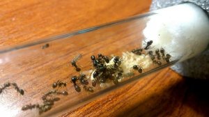 Lasius fuliginosus. Спустя 2 месяца после выхода из зимовки!