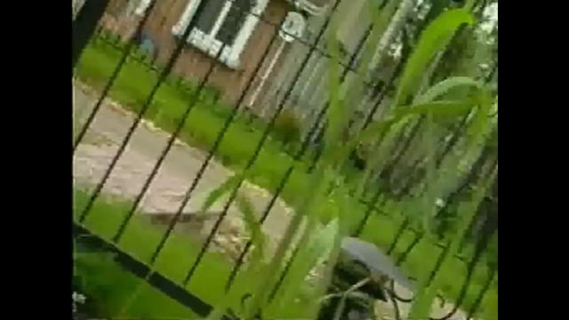 Альпийская горка, сад из злаков, своими руками смотреть онлайн