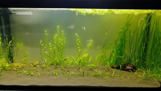 Аквариум 200л через неделю после запуска смотреть онлайн