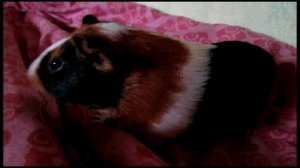 Переводчик звуков морских свинок