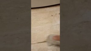 как почистить кафель и унитаз быстро