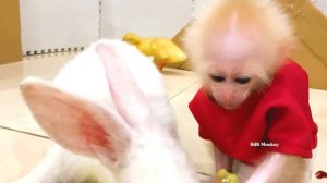 The amazing development process of monkey Bibi!