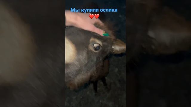 Ура! Мы купили Ослика! Девочка 5 месяцев Красотка. Ослица нежнейшее животное. Ласковый осел