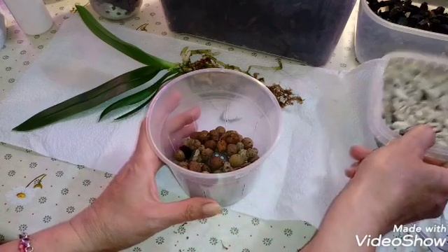 Посадка Орхидеи в Орхиату и Пеностекло | Phal. Kenneth Schubert смотреть онлайн