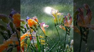 Яак Йола  "Подберу музыку"..