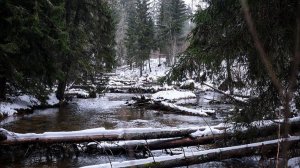 Новогодний TROUT, форель зимой.