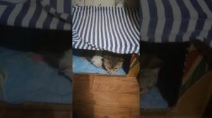 Кошка защищает своих котят от кота.