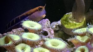 Запустил второй морской аквариум