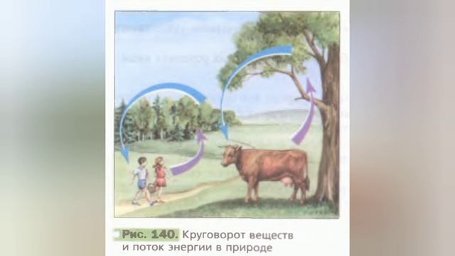 Краткий пересказ §30 Понятие о природном сообществе, биогеоценез. Биология 6 класс Пономарева