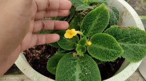 Episcia Bunga Kuning