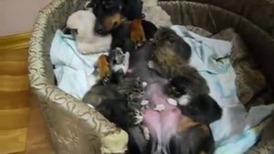 Мама такса кормит котят