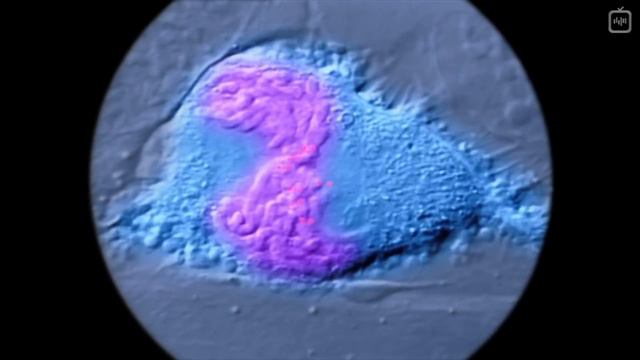 Наши молекулярные машины [Veritasium](1080P_HD) смотреть онлайн