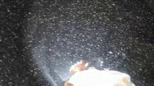 Бёдра жареные в муке.   #навтрое #курица #бедражареные