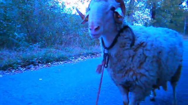 ൠ Баранчик породы «Ассаф» смотреть онлайн