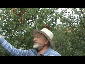 сеянцы абрикоса, кандидаты в сорта