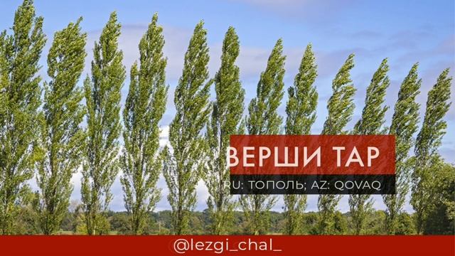 НАЗВАНИЯ ДЕРЕВЬЕВ на лезгинском - ТАРАРИН ТӀВАРАР