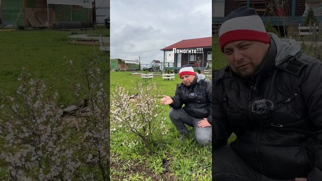 Помогите с войлочной вишней #дачники #войлочнаявишня #дешеваягрядка #экспертповишне #огород из мусо смотреть онлайн