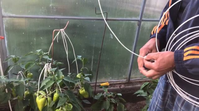 Подвязывание перцев. Очень лёгкий способ смотреть онлайн