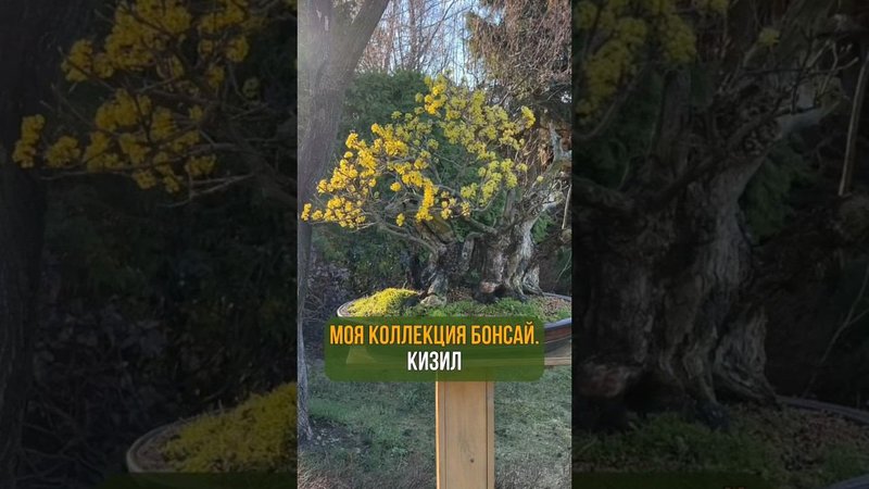 Моя коллекция бонсай. КИЗИЛ