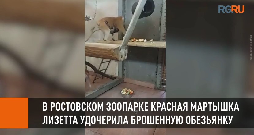В Ростовском зоопарке красная мартышка Лизетта удочерила брошенную обезьянку