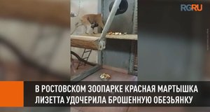 В Ростовском зоопарке красная мартышка Лизетта удочерила брошенную обезьянку