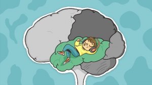 Чевостик/ Про устройство мозга/Интересное/Познавательное/Играем/Развиваемся/Детям/Познаём Мир/