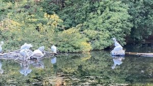 Жизнь животных: кто не спит в зоопарке — утром на зверей смотреть интереснее (Часть 4)