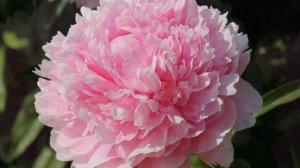 Peony Ensign Moriarty / Пион Энсин Мориарти