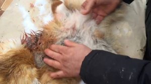 Молодому охотнику .Как засолить шкуру лисы