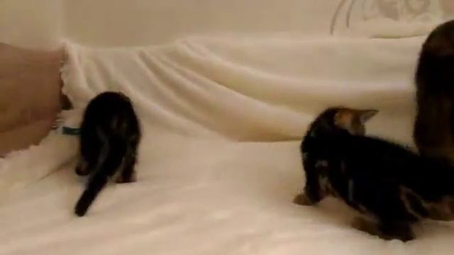 Маленькие тигры смотреть онлайн