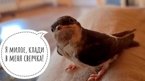 Маленькая ласточка учится летать как большая