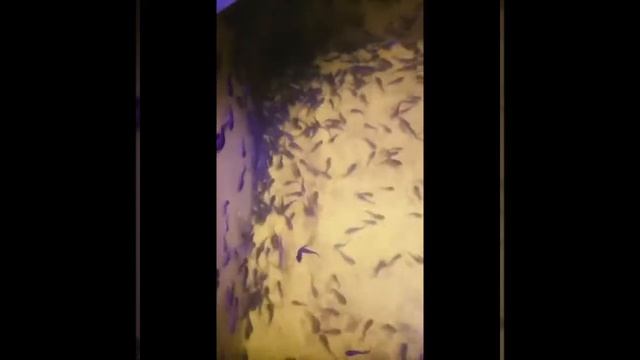2 месяца. Малёк клариевого сома.