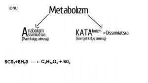 Metabolızm