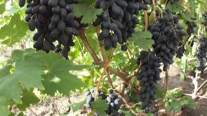 Виноград Академик (Памяти Дженеева). Воронеж. 19.08.19.