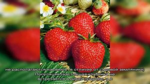 Чем отличается клубника от земляники: сравнение. Что полезнее, лучше, урожайнее, ароматнее, вкусне.