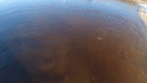 Мороз, Снег и Первый Лёд! Закрываем Сезон 2021 Рыбалки На Налима На Открытой Воде!